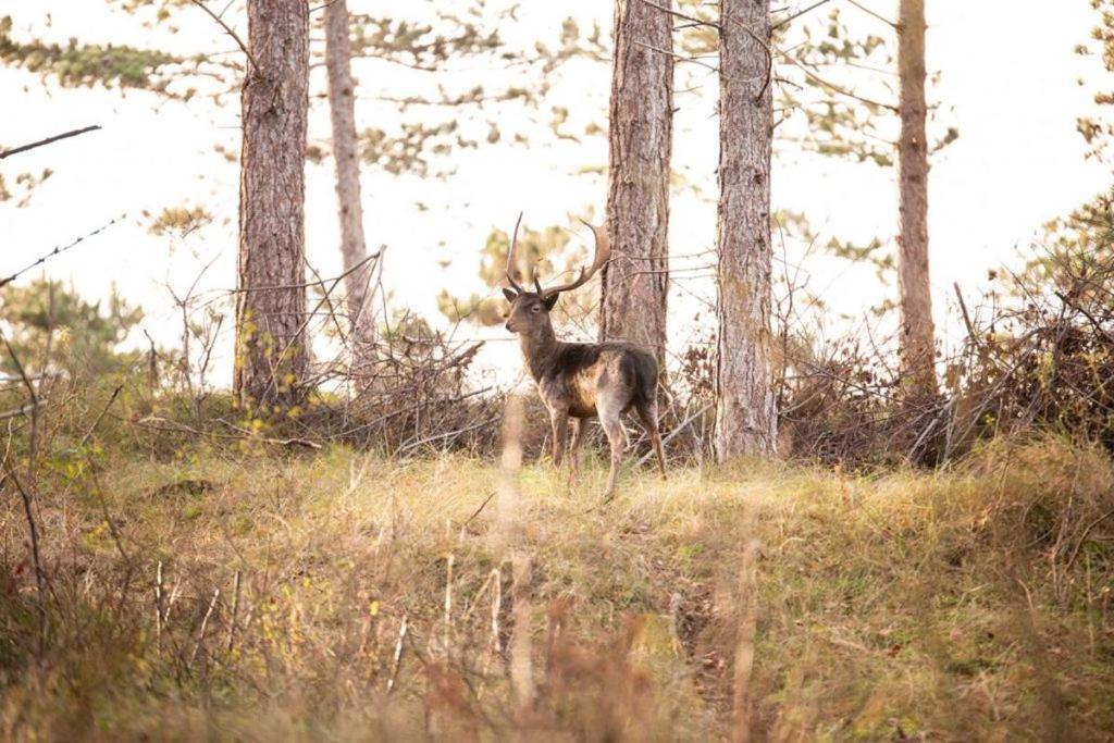 Heerlijk Vrijstaand Huis Aan De Duinen เบิร์กฮามสเตเดอ ภายนอก รูปภาพ